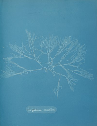 Coral Griffithsia, kb. 1853. alkotó: Anna Atkins