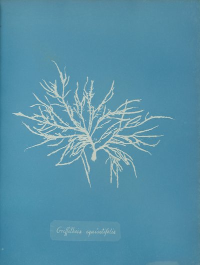 Griffithsia equisetifolia, kb. 1853. alkotó: Anna Atkins