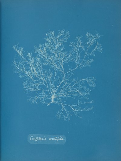 Griffithsia multifida, kb. 1853. alkotó: Anna Atkins