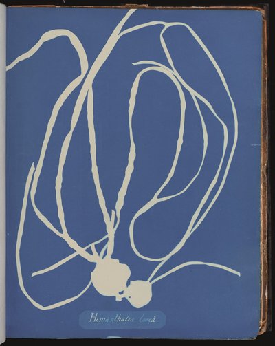 Himanthalia lorea a British Algæ fényképeiből (cianotípia) alkotó: Anna Atkins
