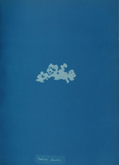 Padina deusta, kb. 1853. alkotó: Anna Atkins