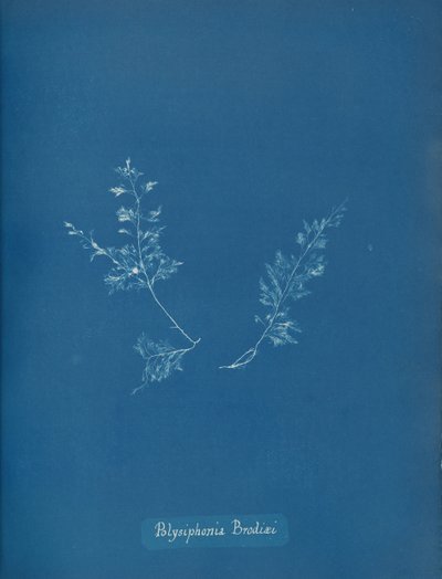 Brodie Polysiphonia, kb. 1853 alkotó: Anna Atkins