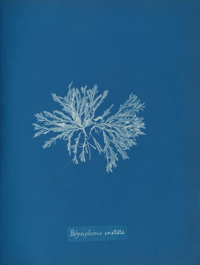 Polysiphonia cristata, kb. 1853. alkotó: Anna Atkins