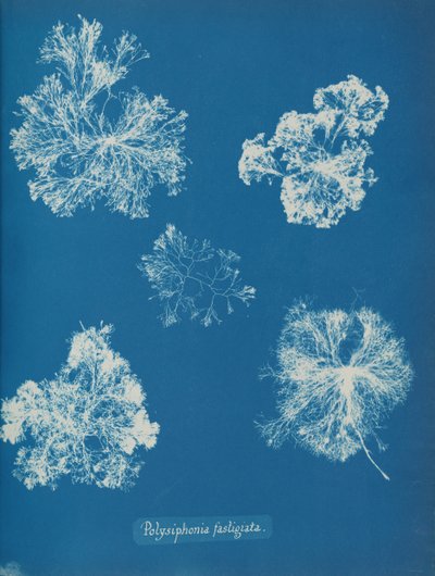 Polysiphonia fastigiata, kb. 1853. alkotó: Anna Atkins