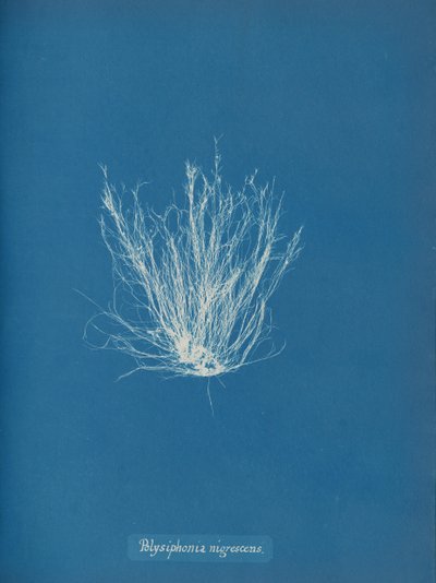 Polysiphonia nigrescens, kb. 1853 alkotó: Anna Atkins