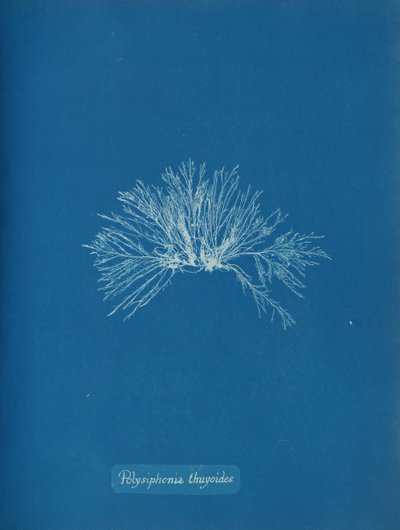 Polysiphonia thuyoides, kb. 1853. alkotó: Anna Atkins