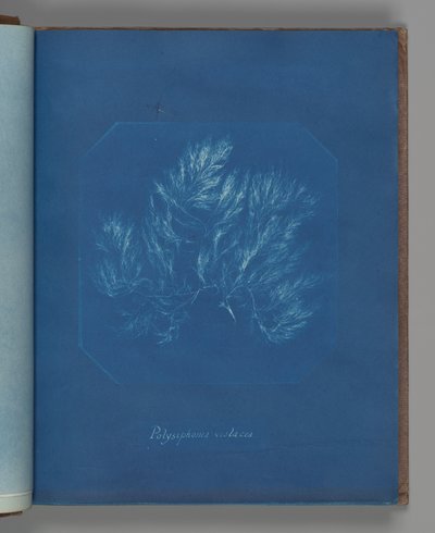 Polysiphonia violacea alkotó: Anna Atkins