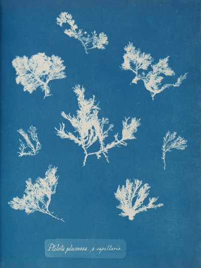 Ptilota plumosa. ß kapillárisok, kb. 1853. alkotó: Anna Atkins