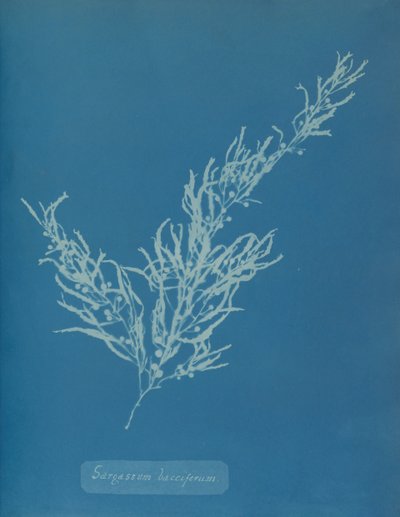 Sargassum bacciferum, kb. 1853. alkotó: Anna Atkins