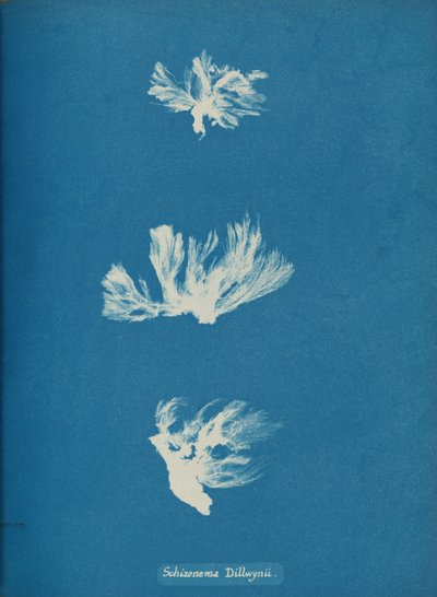 Schizonema Dillwynii, kb. 1853. alkotó: Anna Atkins