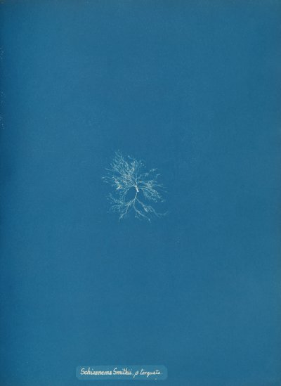 Schizonema Smithii, ß torqata, kb. 1853. alkotó: Anna Atkins