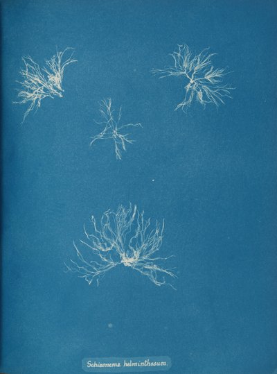 Schizonema helminthosum, kb. 1853. alkotó: Anna Atkins