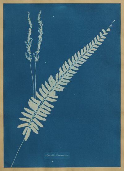 Dél-Amerika alkotó: Anna Atkins