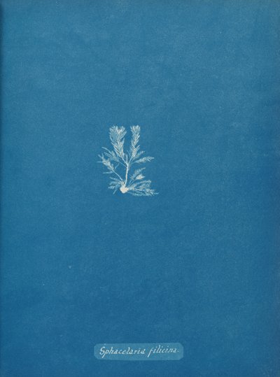Sphacelaria filicina, kb. 1853. alkotó: Anna Atkins