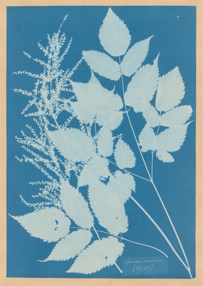 Spiraea aruncus (Tirol) alkotó: Anna Atkins