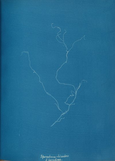 Sporochnius rhizodes ß paracloxa, kb. 1853. alkotó: Anna Atkins