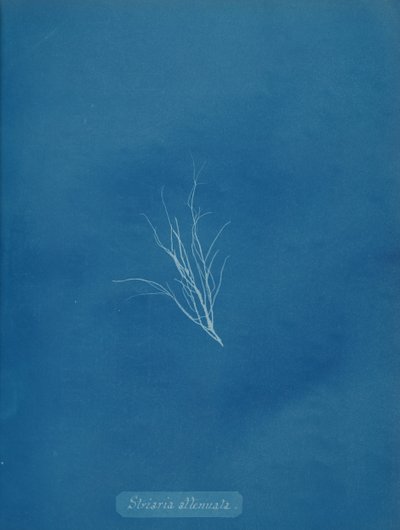 Striaria legyengített, kb. 1853. alkotó: Anna Atkins
