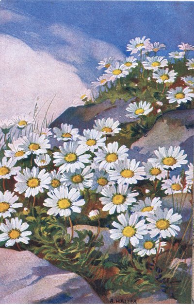 Százszorszépek, Képeslap, 1940-es évek alkotó: Anna Haller
