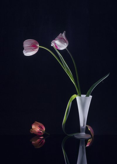 Elegáns tulipánok csendélet alkotó: Anna Qu
