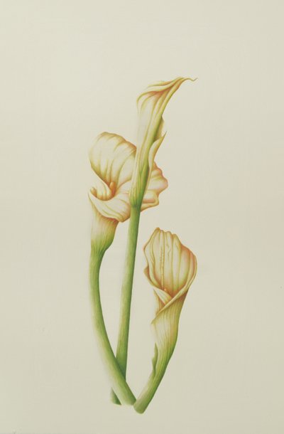 Arum Lily, 2001 (wc papíron) alkotó: Annabel Barrett