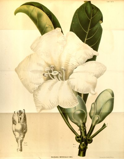 Fagraea imperialis alkotó: Annales Musei botanici lugduno-batavi
