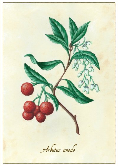 Arbutus unedo, 2015 (gouache) alkotó: Annalisa Morrocco