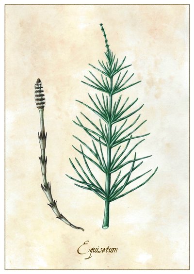 Equisetum, 2015 (gouache) alkotó: Annalisa Morrocco