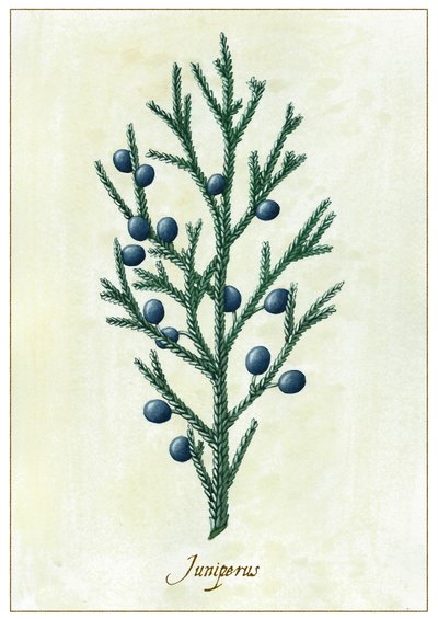 Juniperus, 2015 (gouache) alkotó: Annalisa Morrocco