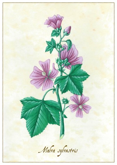 Malva sylvestris, 2015 (gouache) alkotó: Annalisa Morrocco