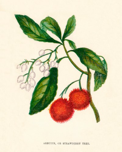 Arbutus vagy eperfa, 1891, 1891 alkotó: Anne Pratt