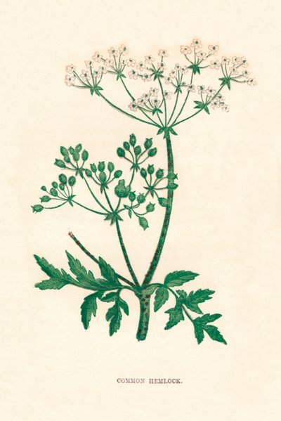 Common Hemlock, 1891, 1891 alkotó: Anne Pratt