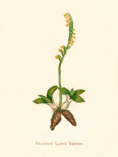 Illatos Ladys Tresses, c1891, 1891 alkotó: Anne Pratt
