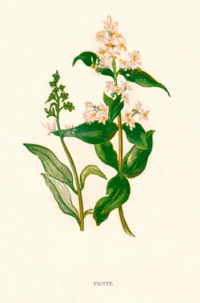 Szia k1891, 1891 alkotó: Anne Pratt