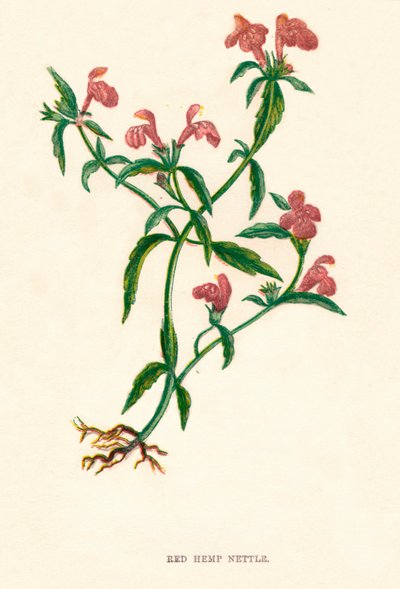 Vörös kendercsalán, c1891, 1891 alkotó: Anne Pratt