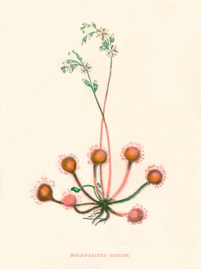 Kereklevelű Sundew, c1891, 1891 alkotó: Anne Pratt