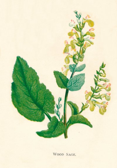 Fazsálya, 1891, 1891 alkotó: Anne Pratt