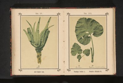 A csikósláb levele és a boglárka levele Tussilago Farfara L. Petasites officinalis M. (cím a tárgyon) alkotó: Anonymous