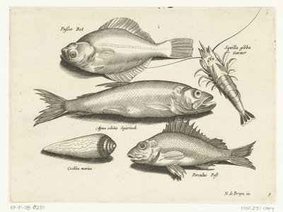 Lepényhal, garnélarák, szag és poz Libelivs miscellaneous Genera piscium complectens (sorozat címe) Édesvízi halak, tengeri halak, békák, rákfélék és tengeri élőlények (sorozat címe) alkotó: Anonymous