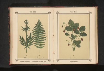 Valeriána és egy hím páfrány ága Valeriana officinalis L. Polystichum Filix mas Roth (cím a tárgyon) alkotó: Anonymous