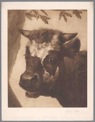 A bika című festmény fotóreprodukciója Paulus Potter, coll. Mauritshuis 1902 – Nem. 15. / Konigl. Museum im Haag (sorozat címe) alkotó: Anonymous