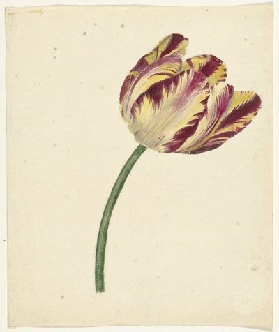 Sárga-piros tulipán alkotó: Anonymous