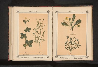 Sárga avens és igazi kamilla Geum urbanum L. Matricaria Chamomilla L. (cím a tárgyon) alkotó: Anonymous
