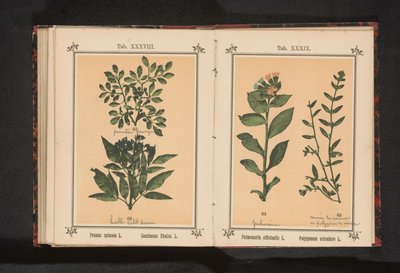 Foltos tüdőfű és közönséges disznófű Pulmonaria officinalis L. Polygonum aviculare L. (cím a tárgyon) alkotó: Anonymous