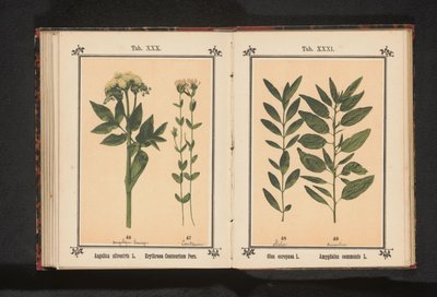 Közönséges angyalka és valódi centaury Angelica silvestris L. Erythraea Centaurium Pers (cím a tárgyon) alkotó: Anonymous