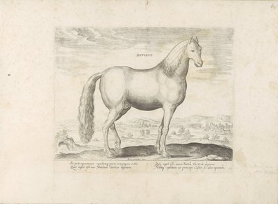 Hengst uit Anatolië Született (cím a tárgyon) Paardenrassen uit de Koninklijke stallen van Don Juan van Oostenrijk (sorozat címe) A ló, amelyben mindenféle nemes: a világ legkülönbözőbb pontjairól megkülönböztetett lovak viselkedése válogatott (...) (soroz alkotó: Anonymous