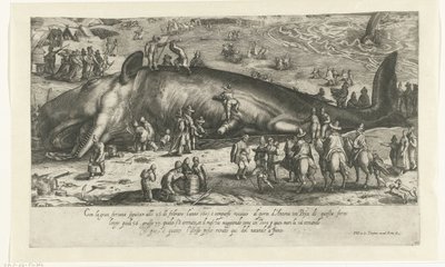 A berckheyi partra vetett bálna másolata 1598-ból, ahogy a bálna állt Anconában 1601-ben Ritratto d