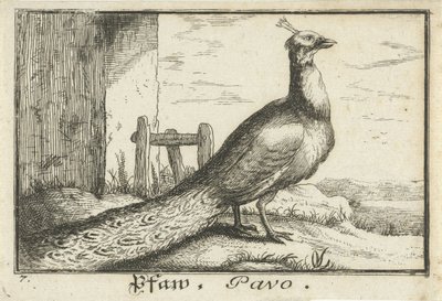 Táj páva Pfaw, Pavo (cím az objektumon) alkotó: Anonymous