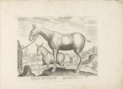 Mulezel en ezel Öszvér és szamár (cím a tárgyon) Paardenrassen uit de Koninklijke stallen van Don Juan van Oostenrijk (sorozat címe) A ló, amelyben mindenféle nemes: a világ legkülönbözőbb pontjairól megkülönböztetett lovak viselkedése válogatott (...) (so alkotó: Anonymous