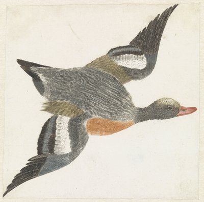 Widgeon repül jobbra alkotó: Anonymous