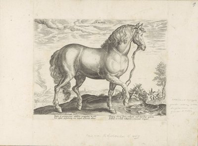 Paard uit Calabria Calabar (cím az objektumon) Paardenrassen uit de Koninklijke stallen van Don Juan van Oostenrijk (sorozat címe) A ló, amelyben mindenféle nemes: a világ legkülönbözőbb pontjairól megkülönböztetett lovak viselkedése válogatott (...) (soro alkotó: Anonymous